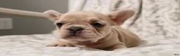 French Bulldog dogs for sale: Lacey - Ad 13