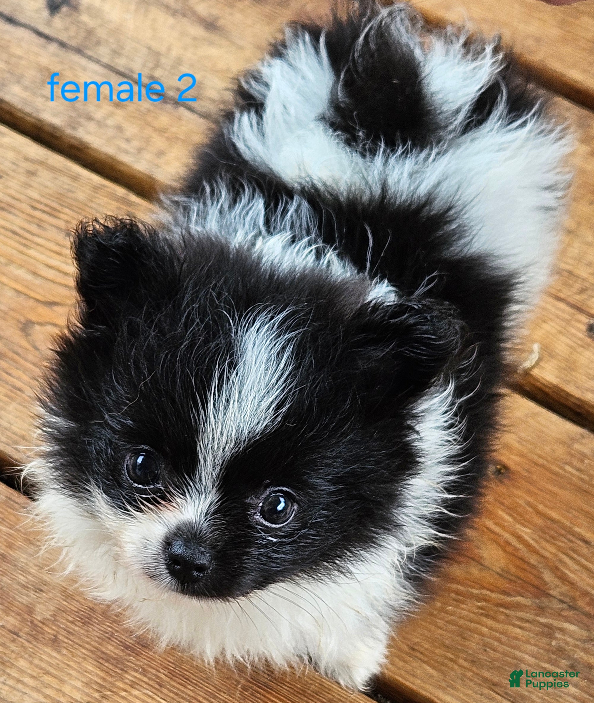 Pomeranian dogs Betsy - Ad 1