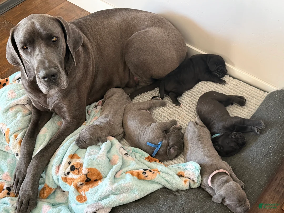 Great Dane dogs for sale: Yellow Great Dane Girl 2 - Ad 5