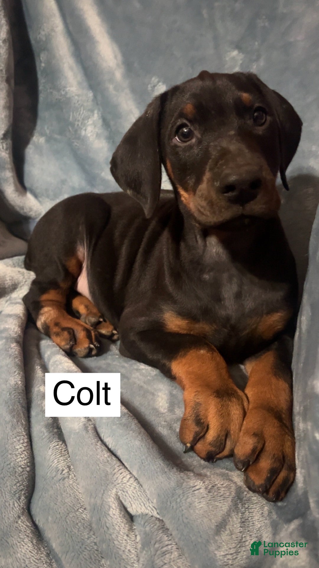 Doberman Pinscher dogs for sale: Colt - Ad 2