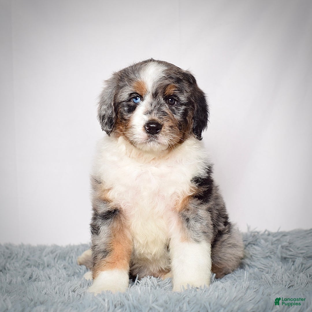 Bernedoodle dogs for sale: Ms. Maisie - Ad 8