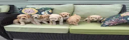 Goldendoodle dogs for sale: Goldendoodle 3 - Ad 8