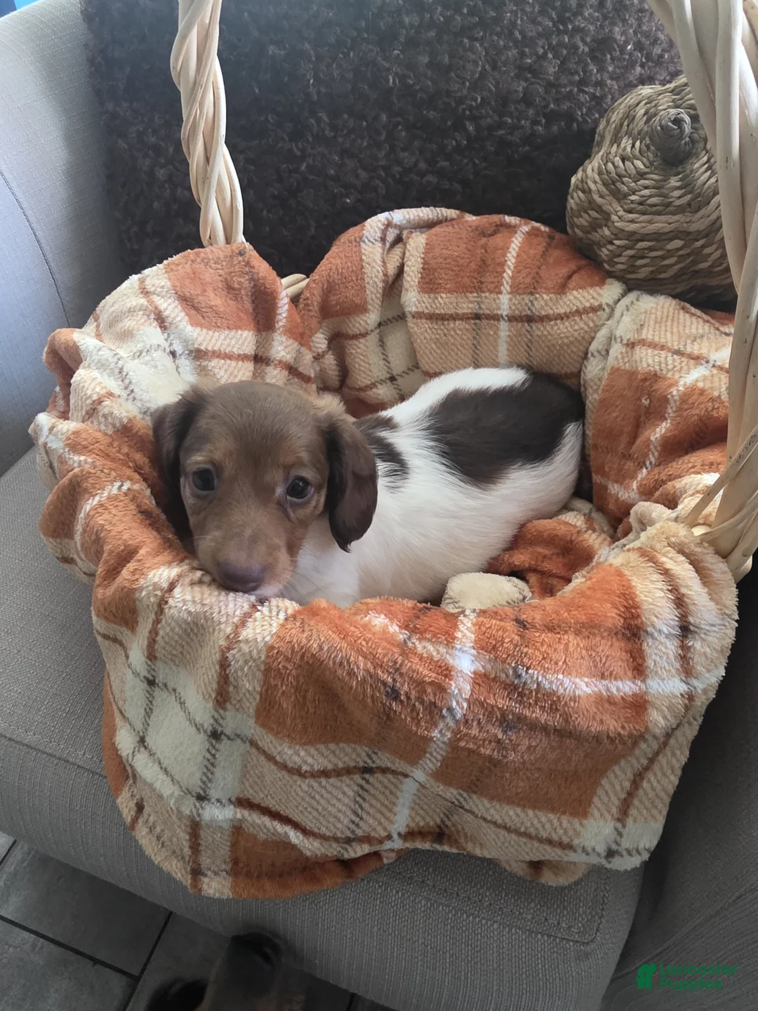 Miniature Dachshund dogs for sale: Rose - Ad 2