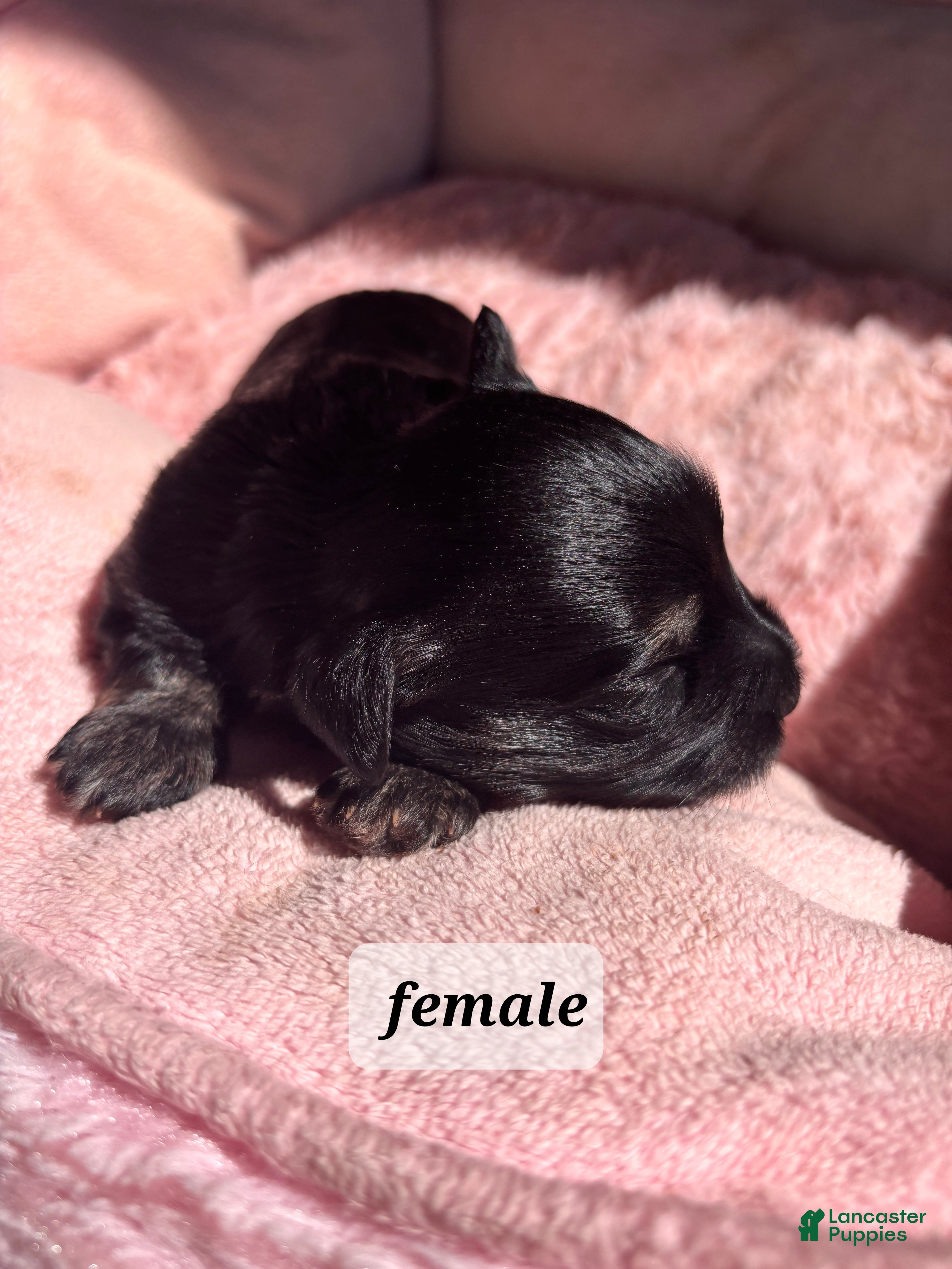 Havanese dogs Glinda - Ad 34