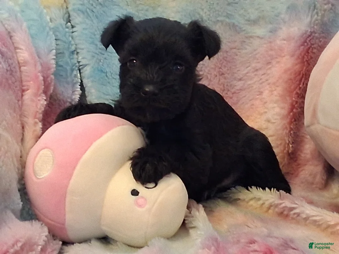 Miniature Schnauzer dogs for sale: Brownie AKC Miniature Schnauzer - Ad 1