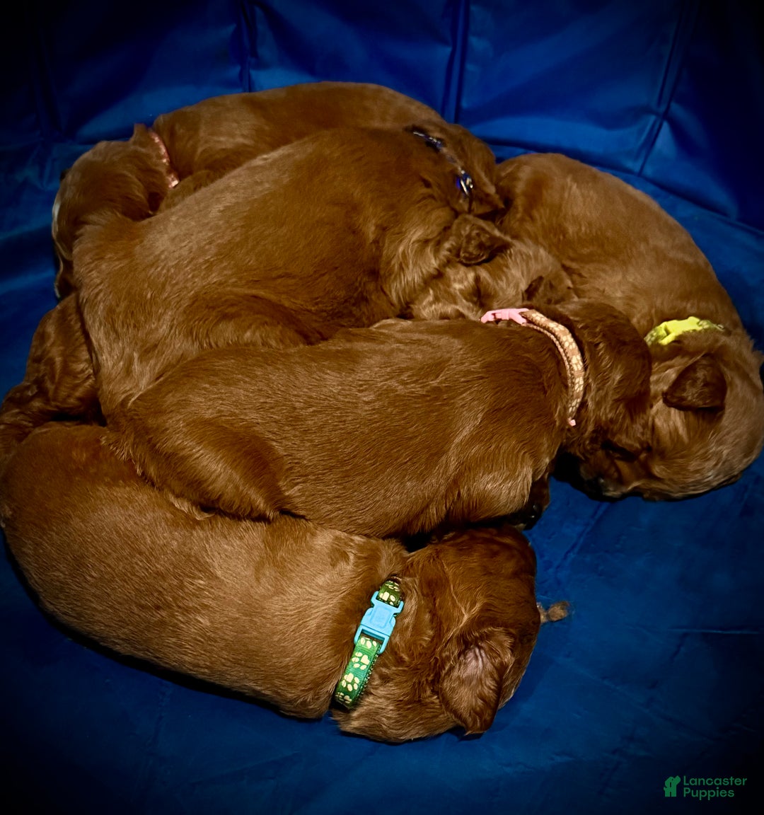 Goldendoodle dogs for sale: Pongo - Ad 5