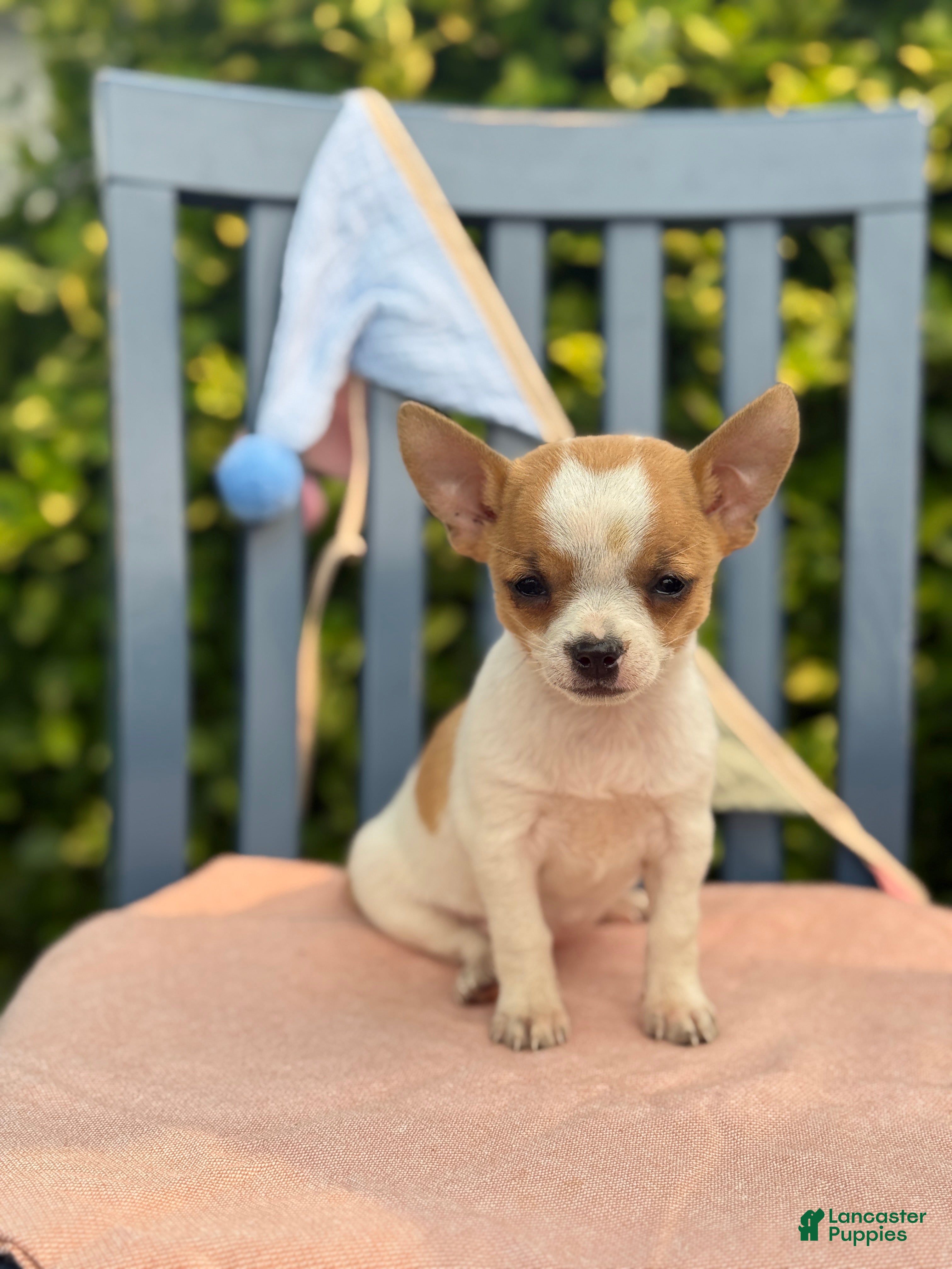 Chihuahua dogs Honey - Ad 1