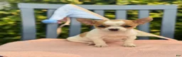 Chihuahua dogs for sale: Honey - Ad 1