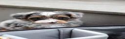 Yorkiepoo dogs for sale: Rave - Ad 6