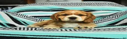 Cocker Spaniel dogs for sale: Crandle - Ad 5