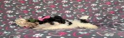 Bichpoo dogs for sale: Annabelle - Ad 4