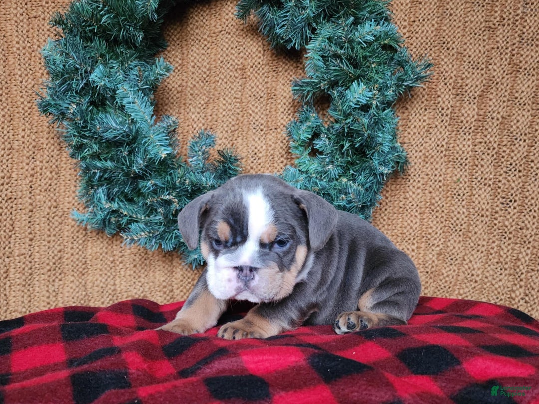 English Bulldog dogs for sale: Elliot - Ad 22