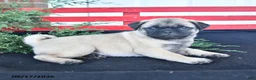 Mixed Breed dogs for sale: Twilight - Ad 4