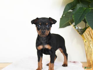 Miniature Pinscher dogs Lake - Ad 11