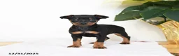 Miniature Pinscher dogs for sale: Lake  - Ad 1