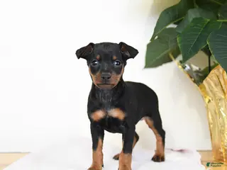 Miniature Pinscher dogs Lake - Ad 5