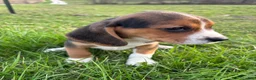 Beagle dogs for sale: Tony - Ad 2