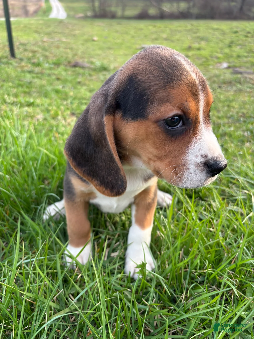 Beagle dogs for sale: Tony - Ad 2