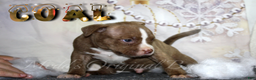 American Bully dogs for sale: Raven - Ad 10