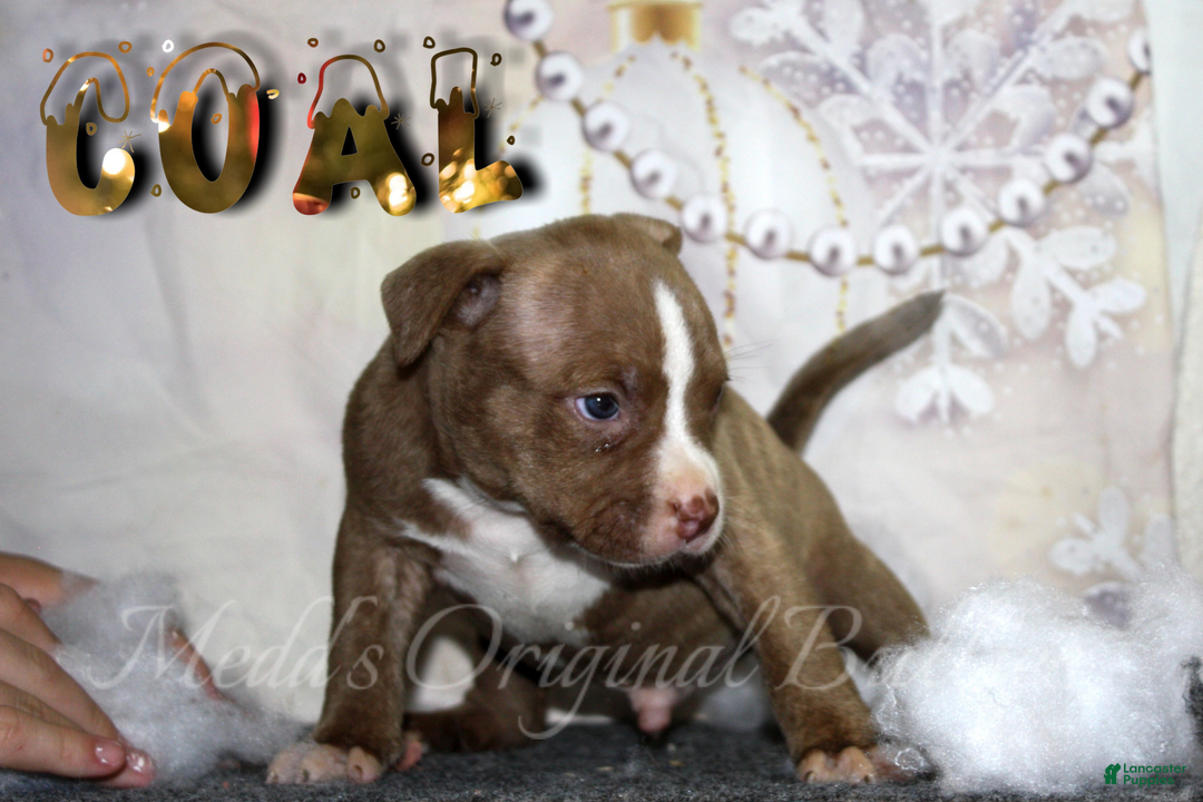 American Bully dogs for sale: Raven - Ad 10