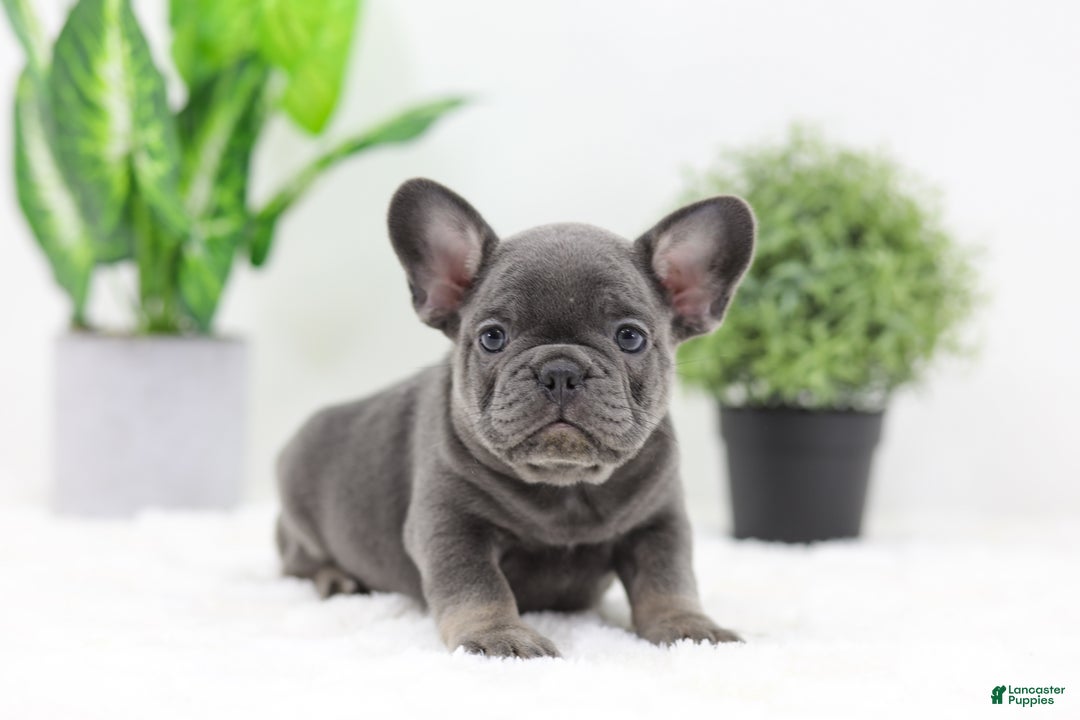 French Bulldog dogs for sale: Earl - Ad 4