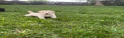 Mixed Breed dogs for sale: Puppy 6 - Ad 1