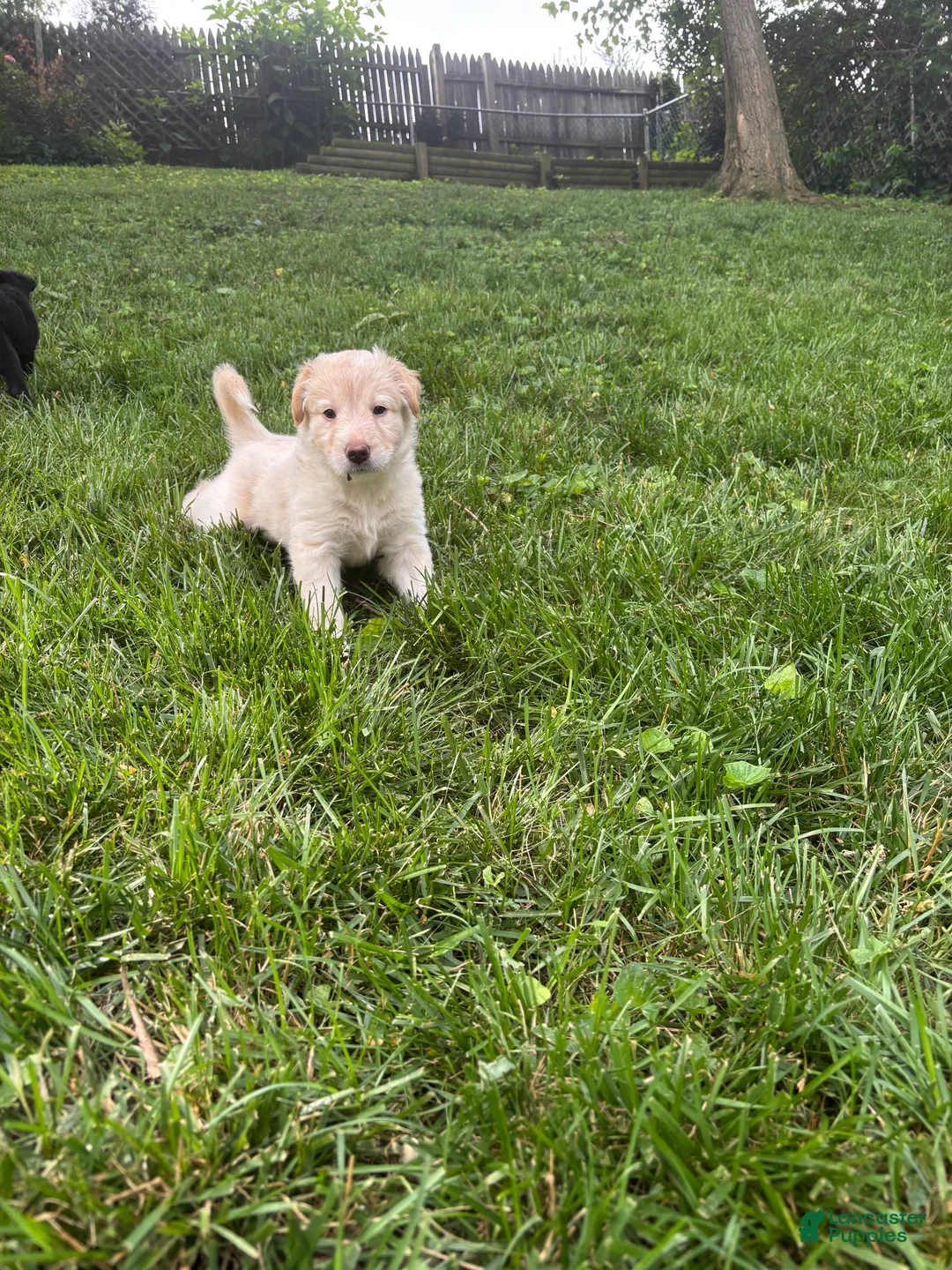 Mixed Breed dogs for sale: Puppy 6 - Ad 1