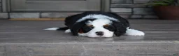 Mini Bernedoodle dogs for sale: Jazzie - Ad 18
