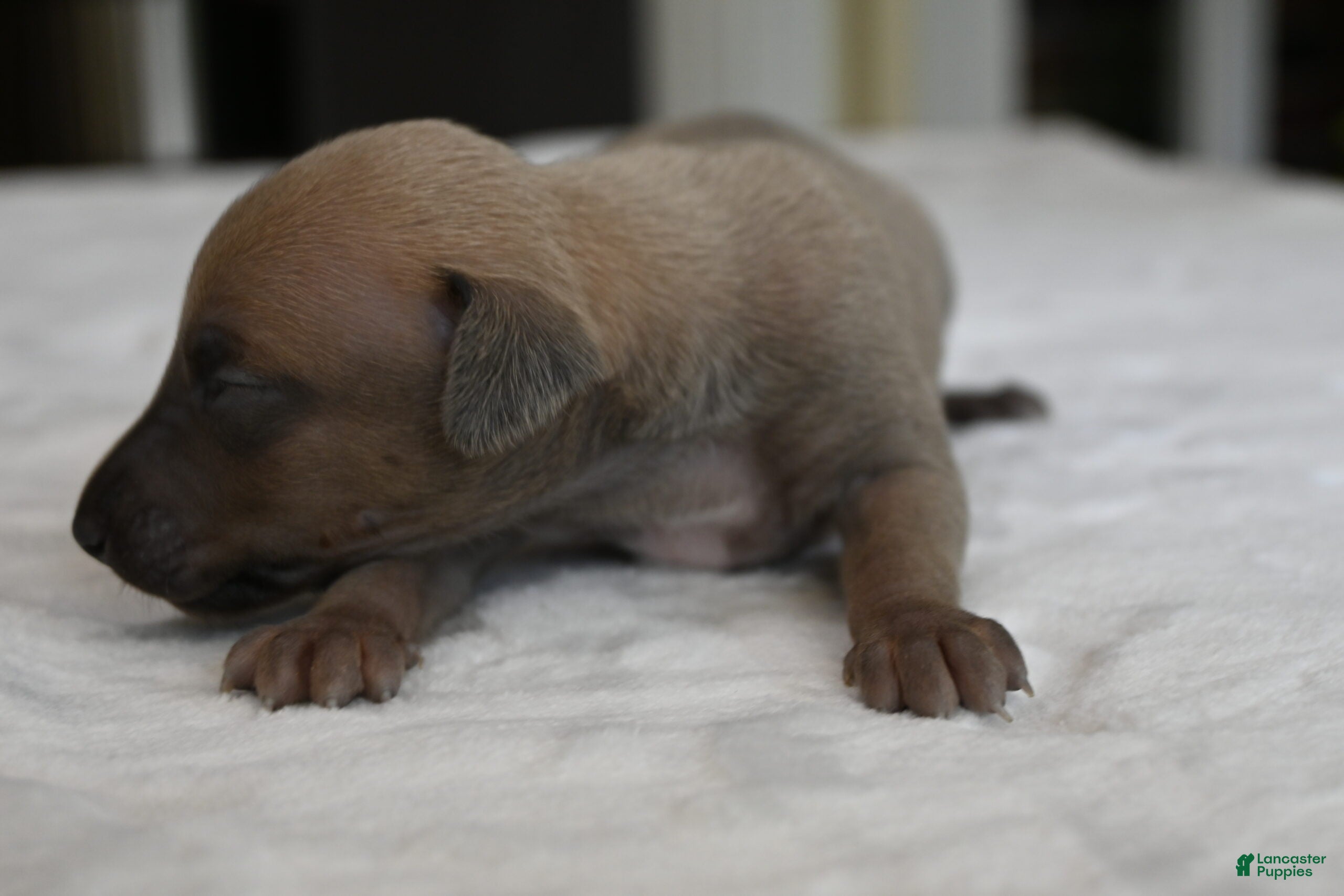 Italian Greyhound dogs Jasper - Ad 1