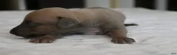 Italian Greyhound dogs for sale: Jasper - Ad 1