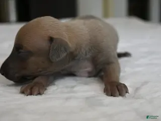 Italian Greyhound dogs for sale: Jasper - Ad 3