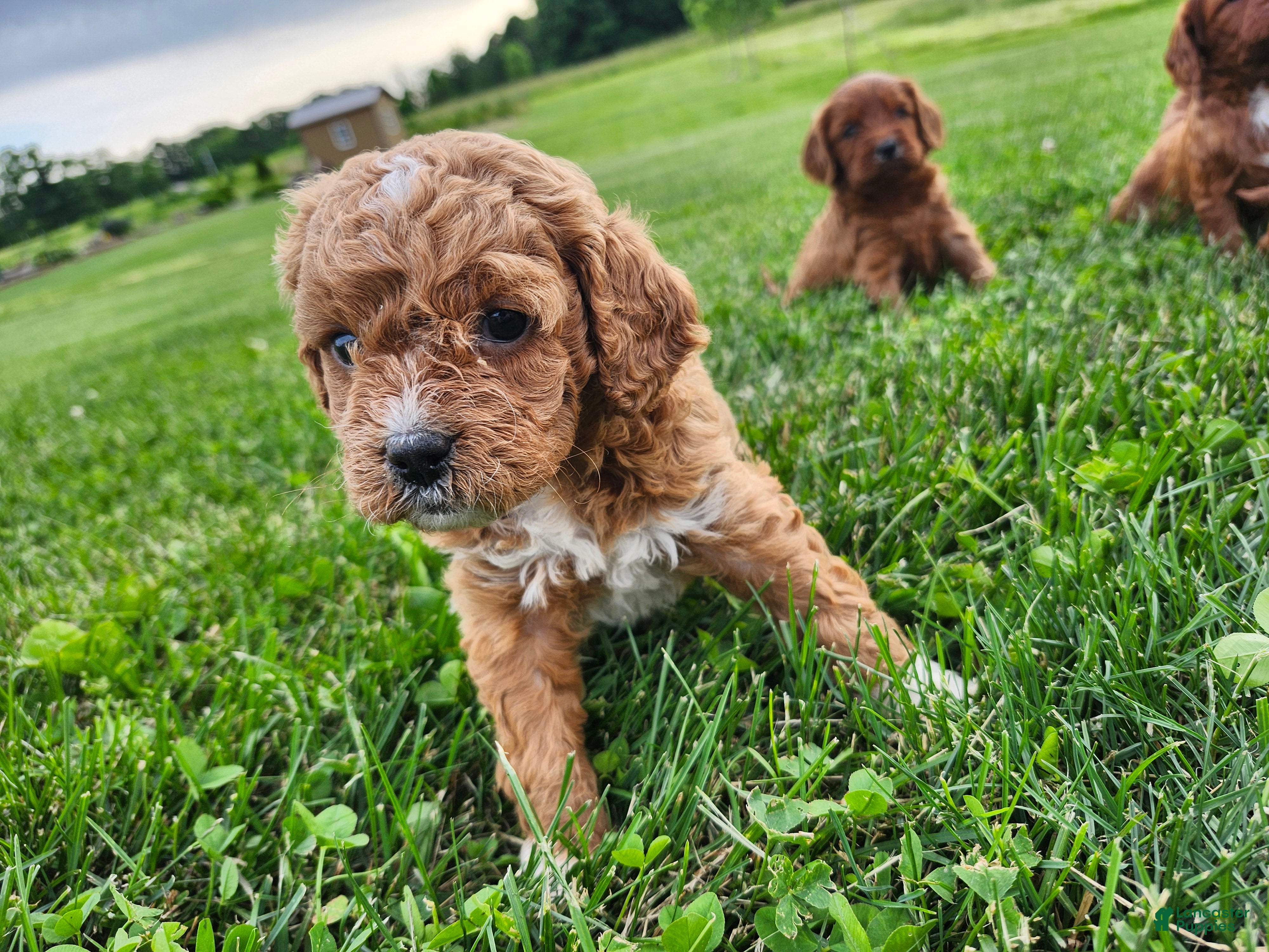 Cavapoo dogs Felicity  - Ad 1