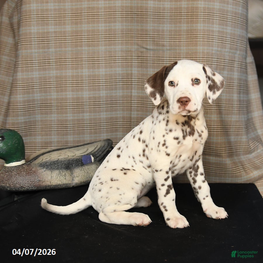 Dalmatian dogs Duchess - Ad 2
