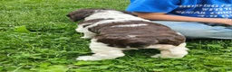 English Springer Spaniel dogs for sale: Carmen - Ad 2
