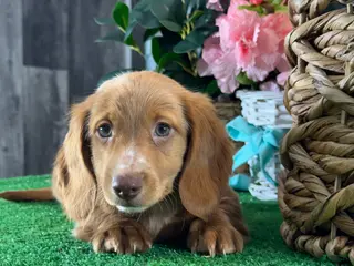 Dachshund dogs Dylan - Ad 42