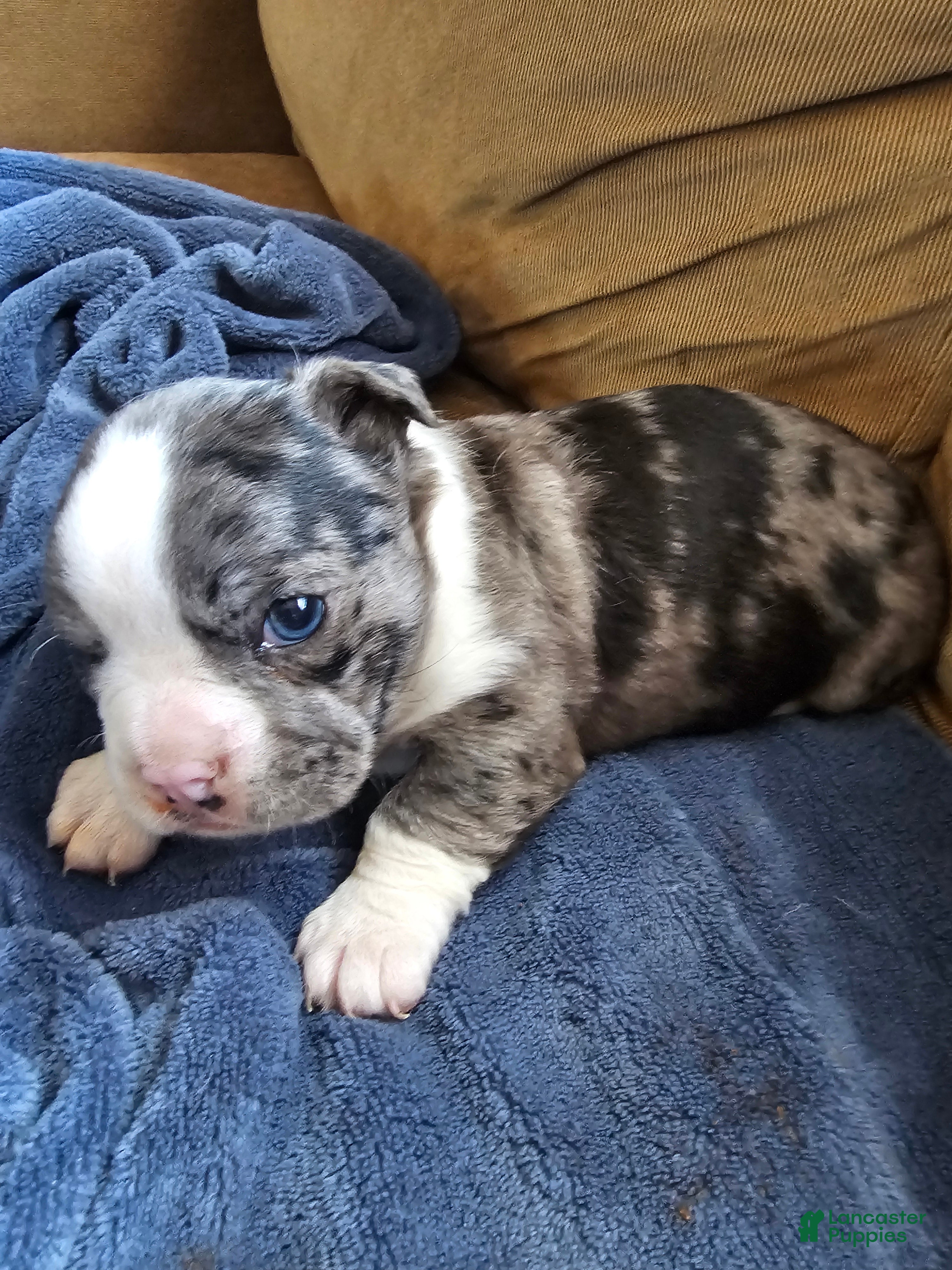 Frenchton dogs Rambo Frenchton Puppy 1 - Ad 21