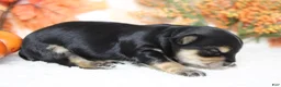 Morkie dogs for sale: Hansel  - Ad 6