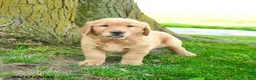 Golden Retriever dogs for sale: Preston - Ad 3