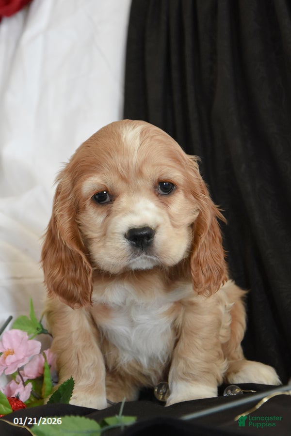 Cocker Spaniel dogs Chocolate - Ad 3
