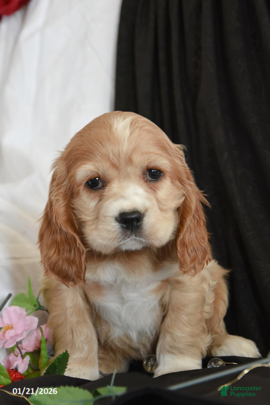 Cocker Spaniel dogs for sale: Chocolate - Ad 1