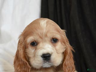 Cocker Spaniel dogs Chocolate - Ad 4
