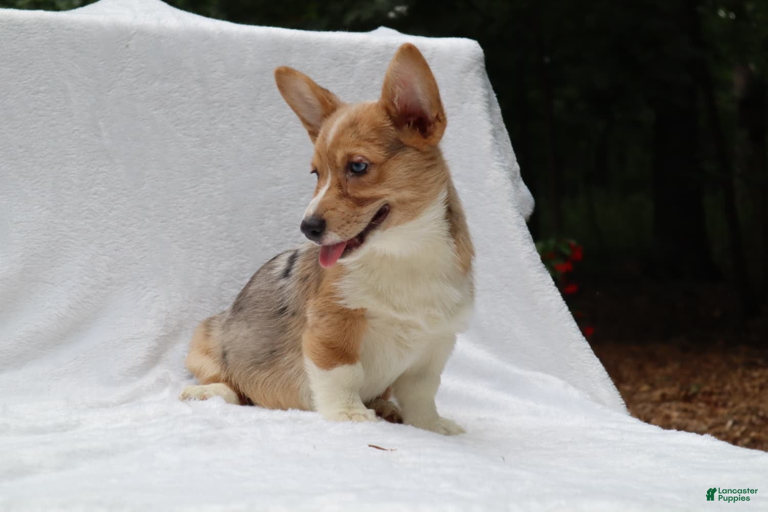 Welsh Corgi Pembroke dogs Niko - Ad 1