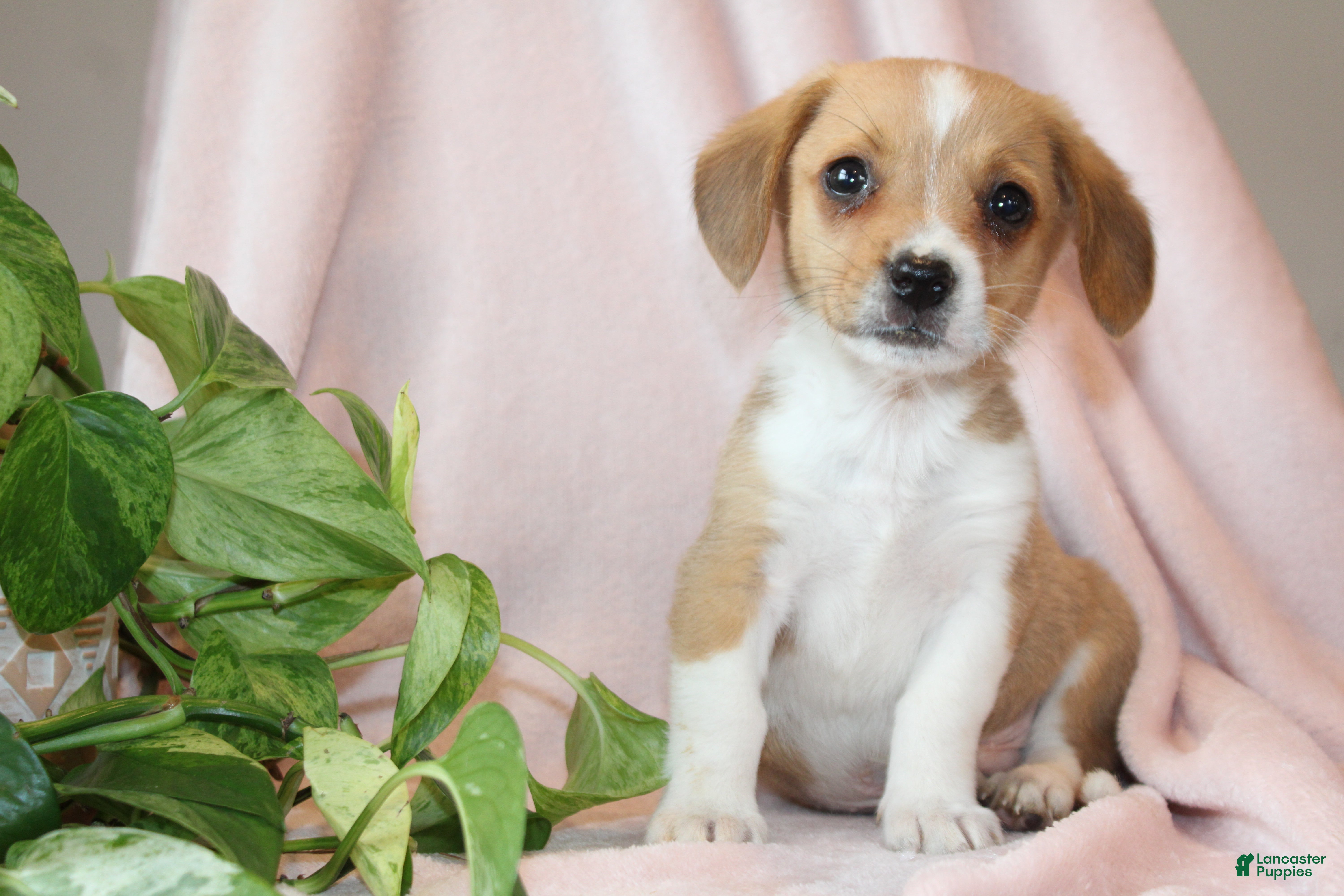 Mixed Breed dogs Knight - Ad 2