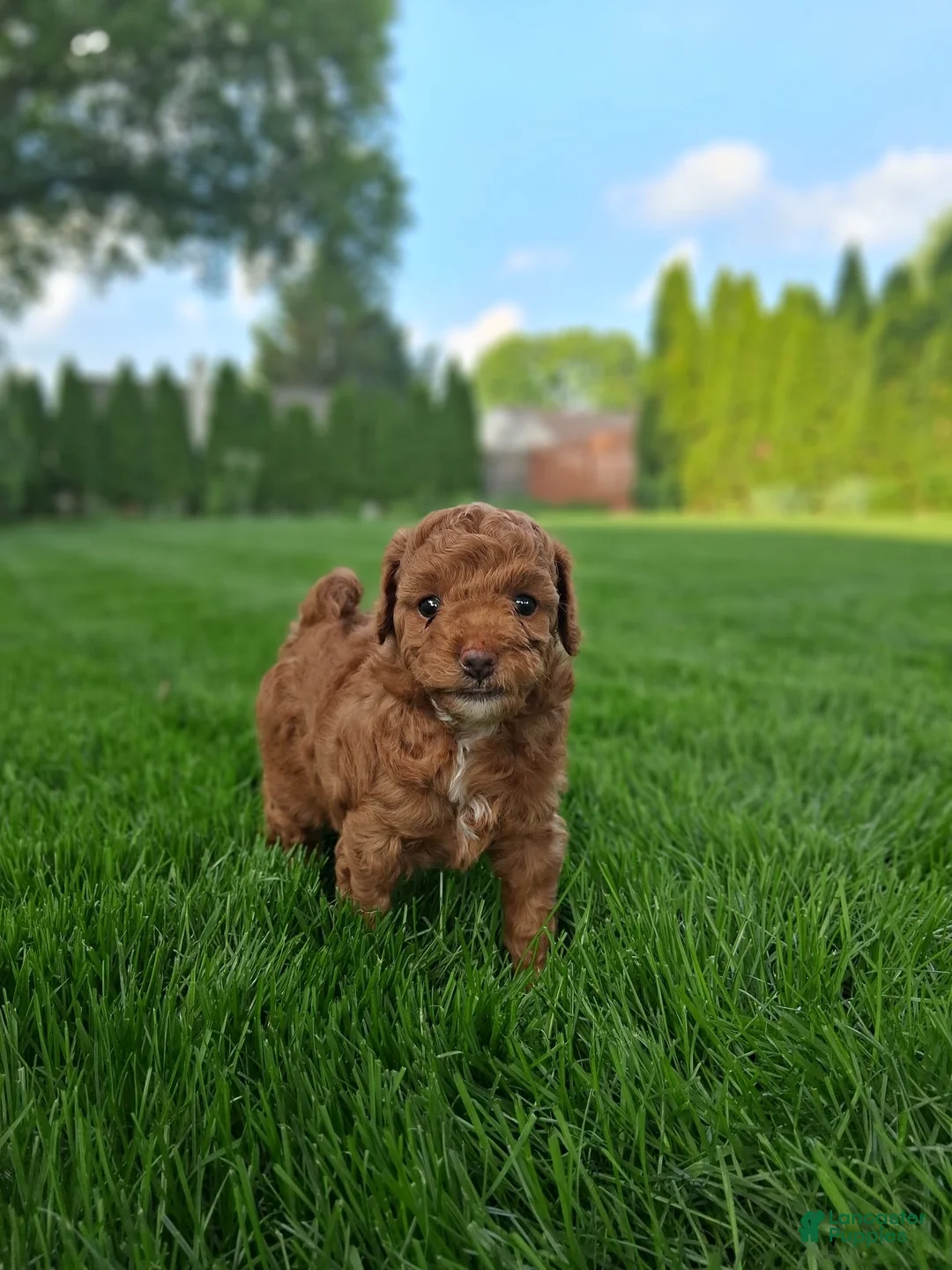 Toy Poodle dogs for sale: Tinker - Ad 1