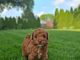 Toy Poodle dogs for sale: Tinker - Ad 1