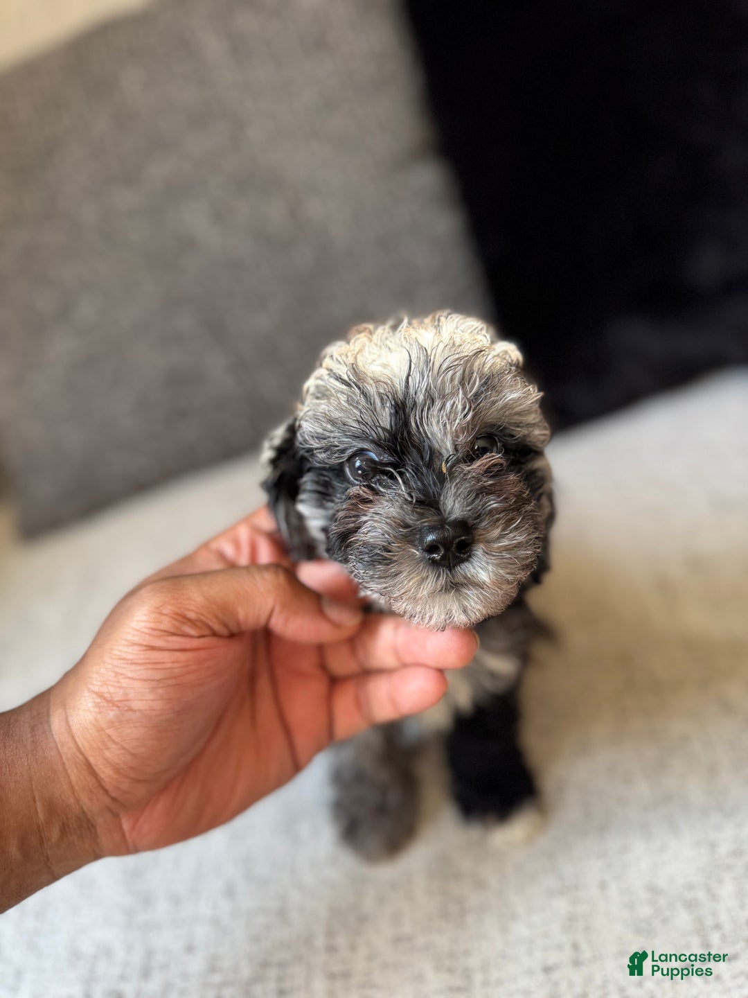 Toy Poodle dogs for sale: Misti - Ad 3