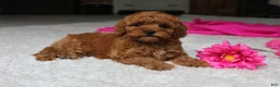 Cavapoochon dogs for sale: Maggie  - Ad 7