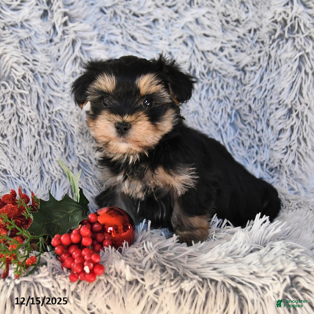 Maltese dogs for sale: Max - Ad 3