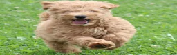 Mini Goldendoodle dogs for sale: Felix - Ad 3