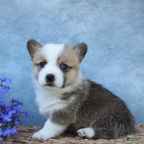 Welsh Corgi Pembroke dogs Gaston - Ad 1